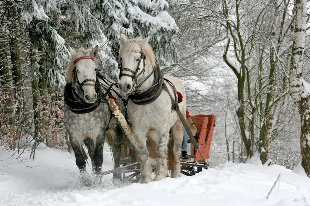 Les meilleures destinations pour un safari à cheval